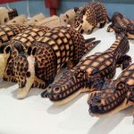 Animales - 11