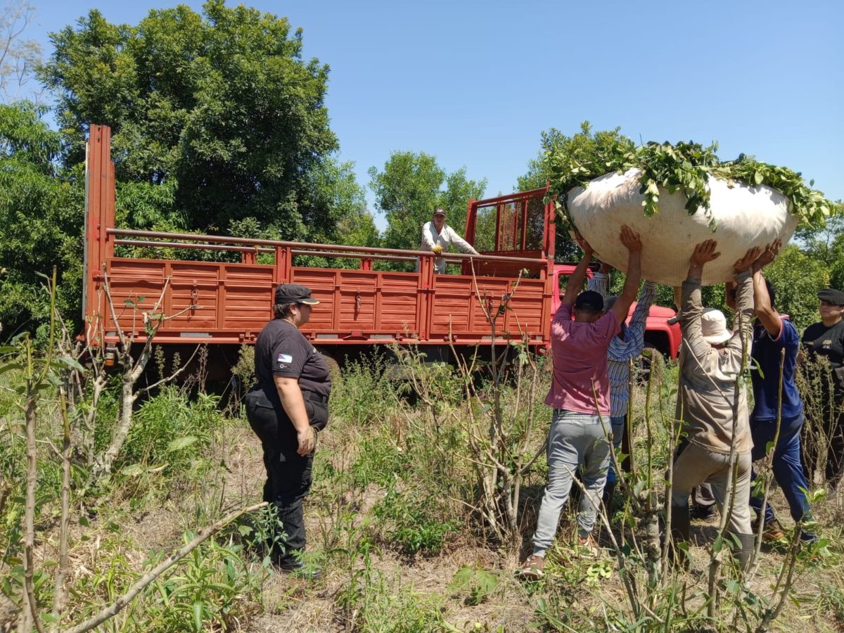 robo de yerba oberá (3)