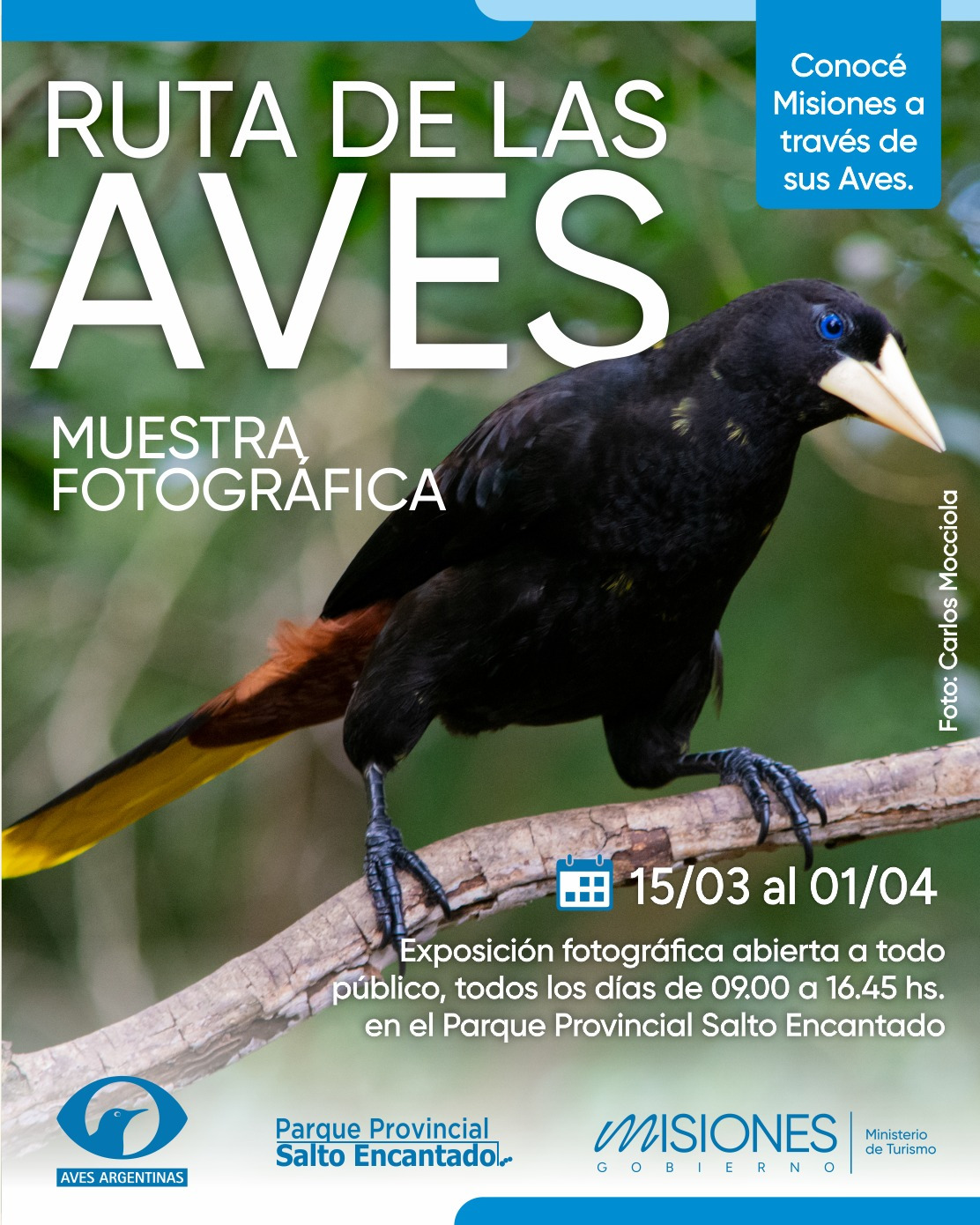 Hoy, muestra fotográfica itinerante de aves en Misiones