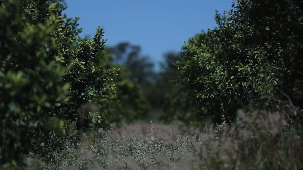 Molinos y cooperativas definen precios para la yerba mate con valores superiores a los $305 por kilo