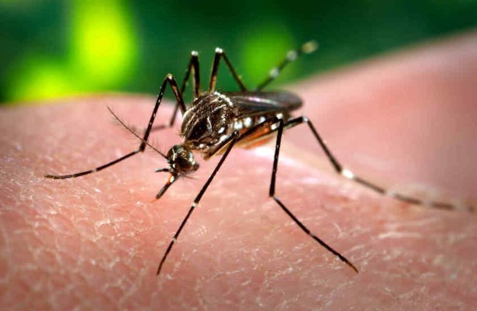 dengue