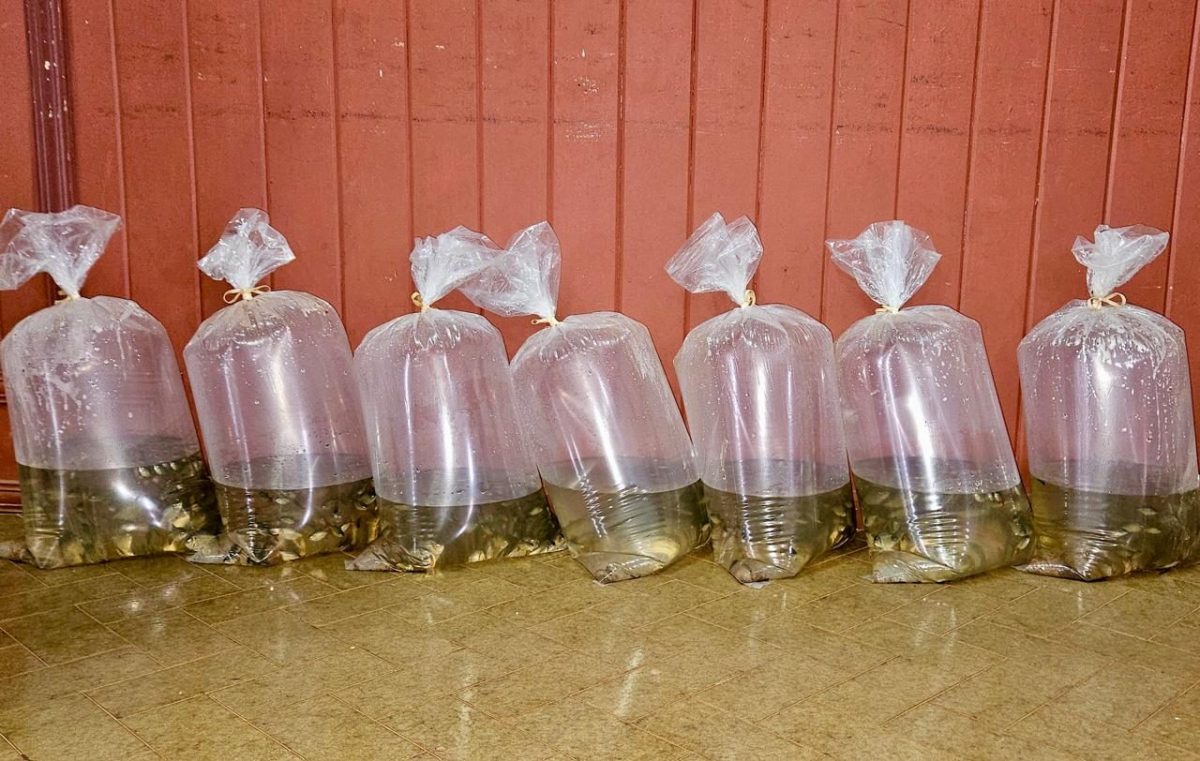 Entrega de alevines de Pacu en Jardin America para impulsar la piscicultura local 2 - 1