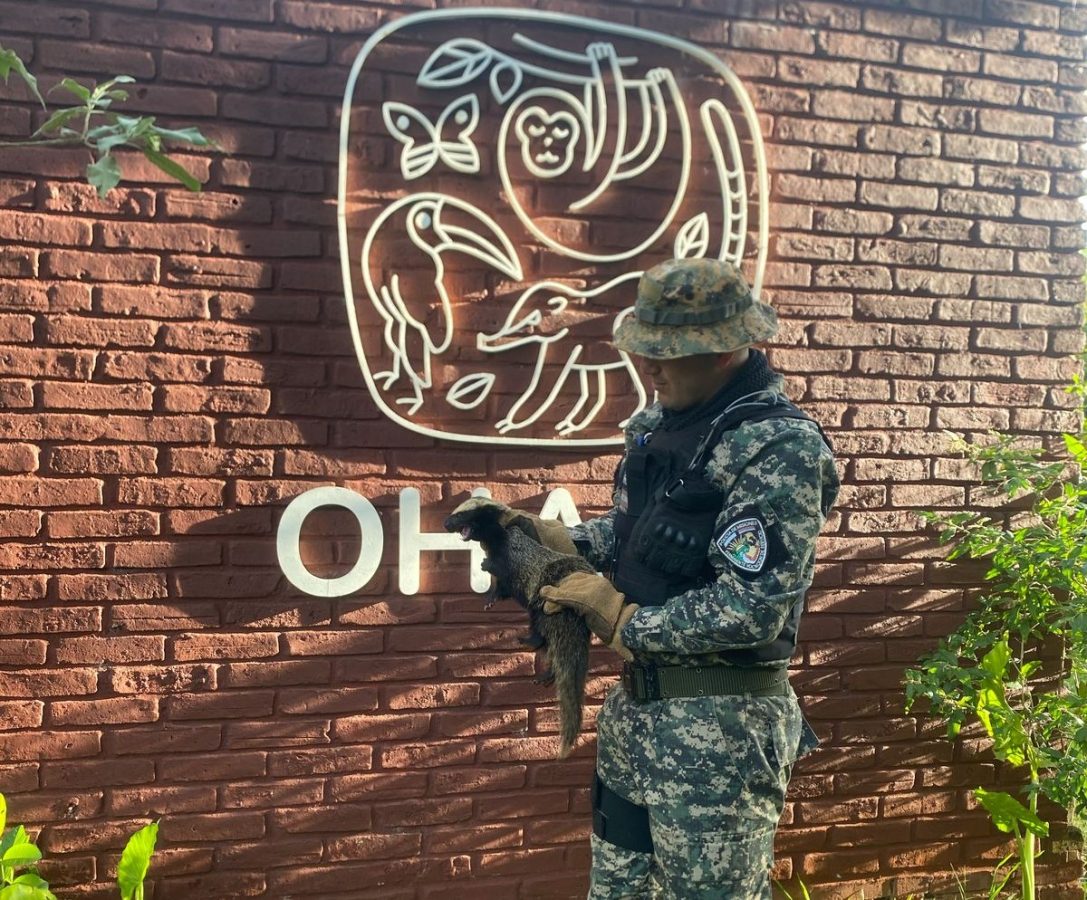 La División Defensa del Medio Ambiente rescató a un hurón en Campo Grande