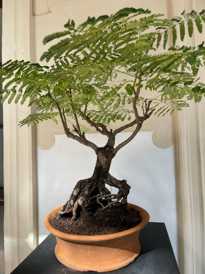 Exitosa inauguración de “La Expo Bonsái y Cultura Japonesa” en Posadas 4 8 - Exitosa inauguracion de La Expo Bonsai y Cultura Japonesa en Posadas 2 - 7