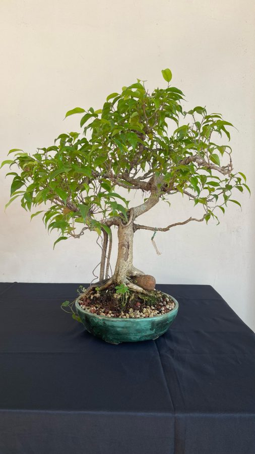 Exitosa inauguración de “La Expo Bonsái y Cultura Japonesa” en Posadas 3 6 - Exitosa inauguracion de La Expo Bonsai y Cultura Japonesa en Posadas 3 - 5