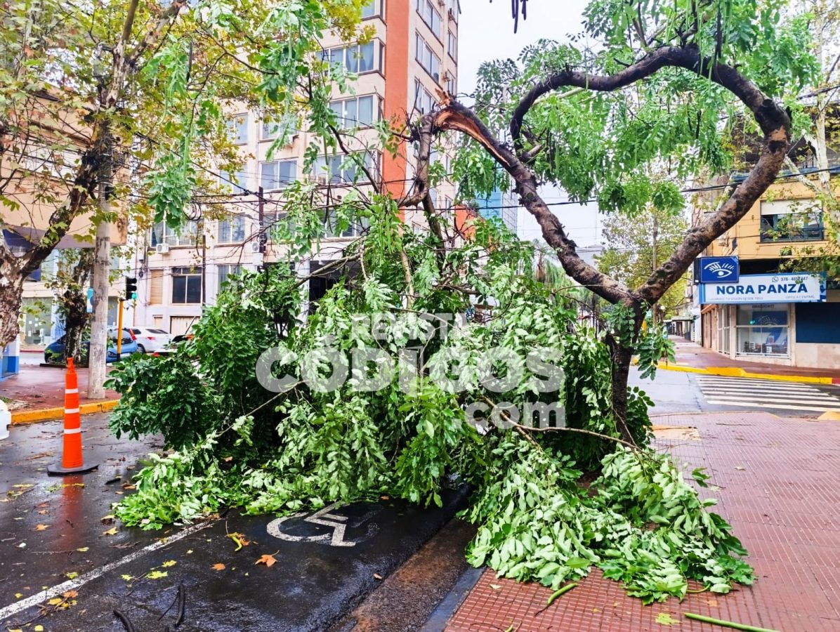 Caída de árboles y cortes de tránsito: el saldo del temporal en Posadas