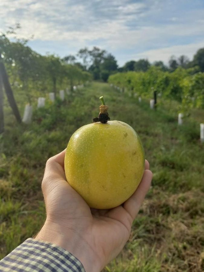 Misiones será sede de una jornada técnica internacional sobre frutales tropicales 4 8 - Maracuya 1 - 7