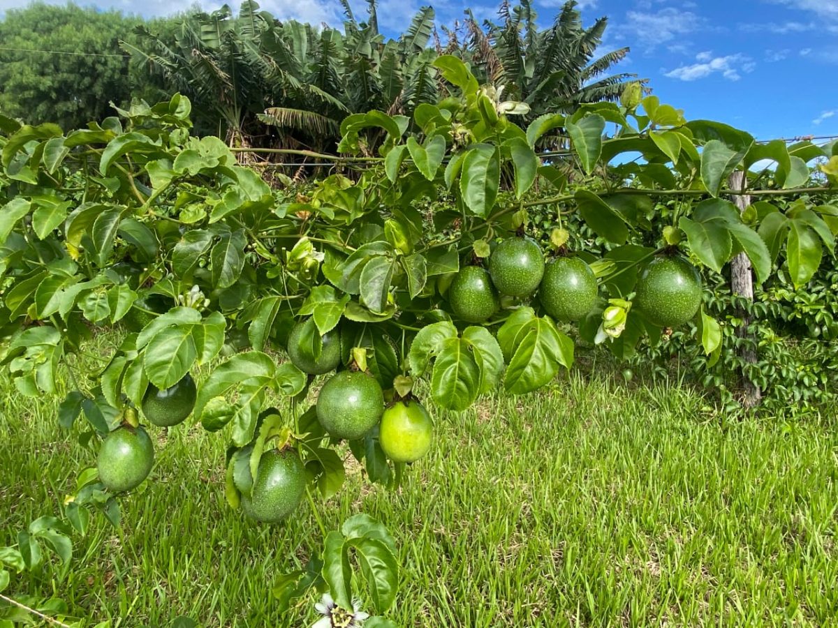 Maracuyá - 2