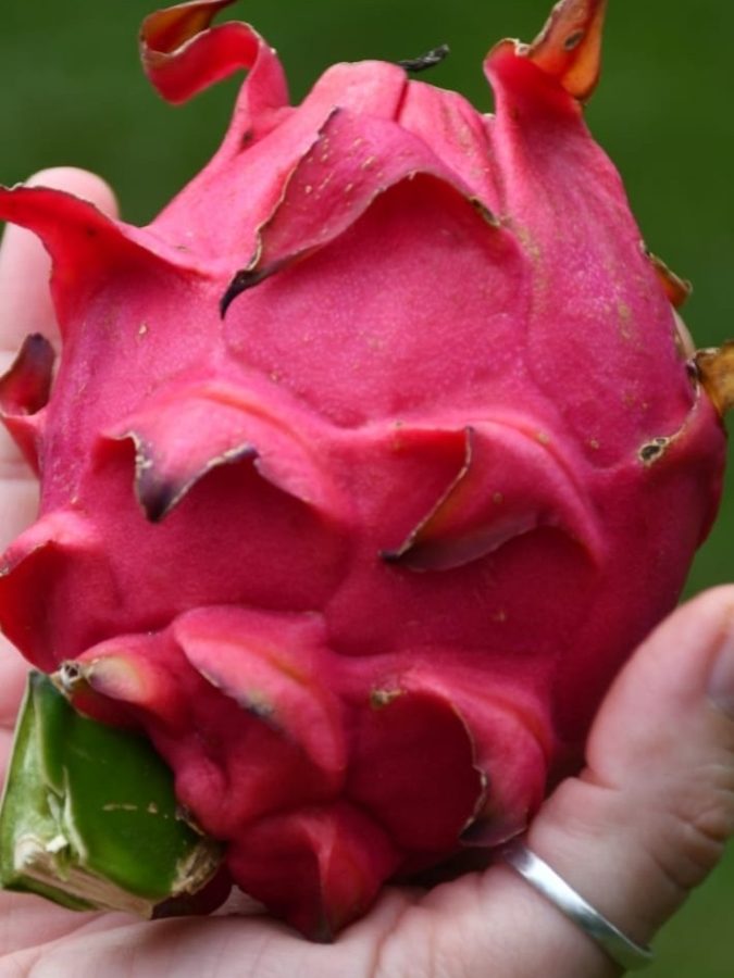 Misiones será sede de una jornada técnica internacional sobre frutales tropicales 2 4 - Pitahaya 1 - 3