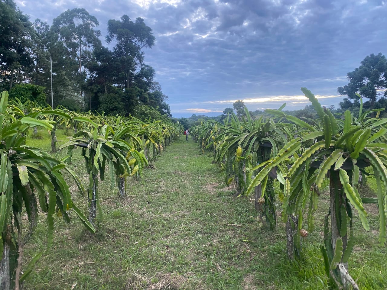 Misiones será sede de una jornada técnica internacional sobre frutales tropicales 1 2 - Pitahaya 2 - 1