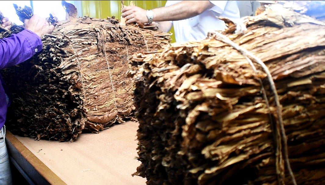 Misiones cierra una campaña tabacalera récord con más de 33 millones de kilos acopiados 1 2 - Tabaco 1 - 1