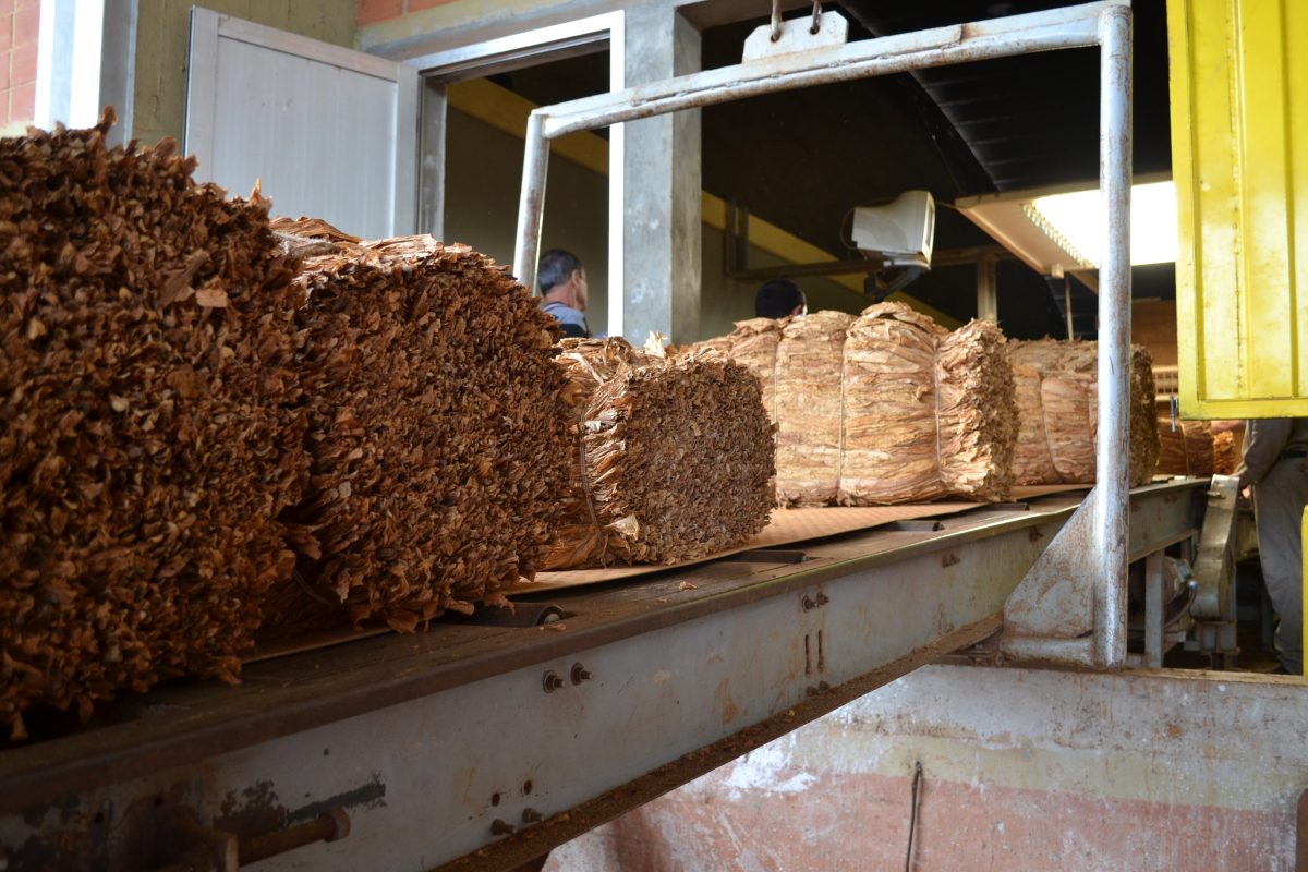 Misiones cierra una campaña tabacalera récord con más de 33 millones de kilos acopiados 2 4 - Tabaco 2 - 3