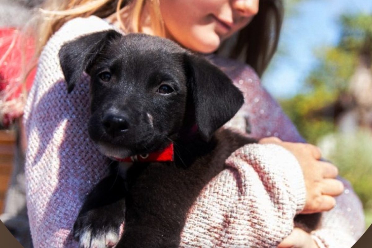 adopcion responsable