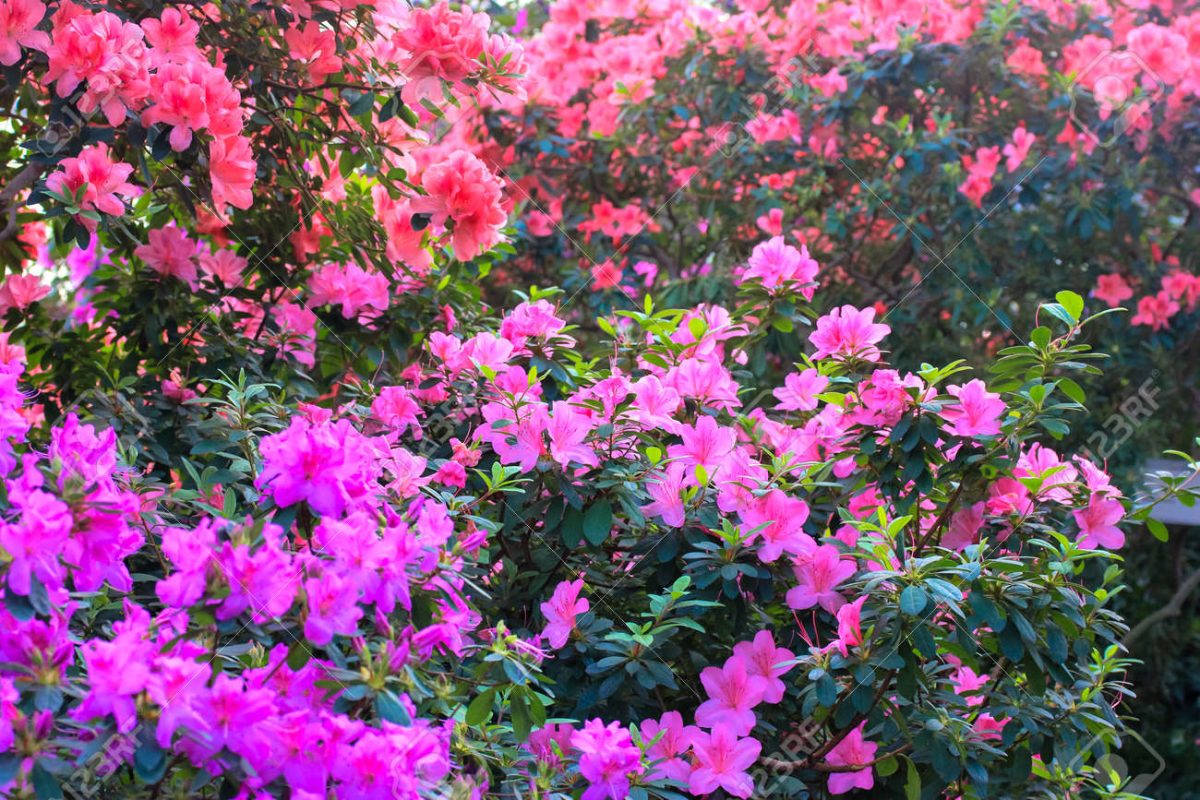 azaleas
