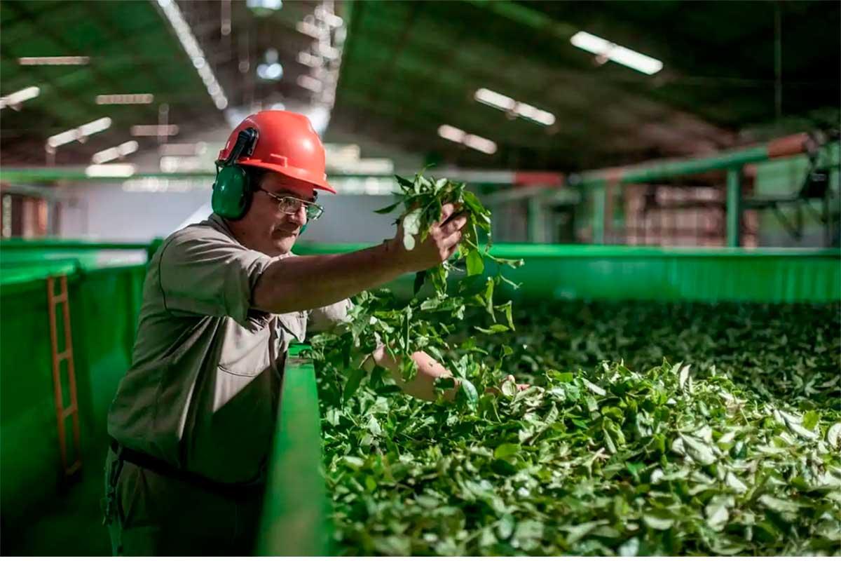 desregulacion_yerbatera_INYM-01