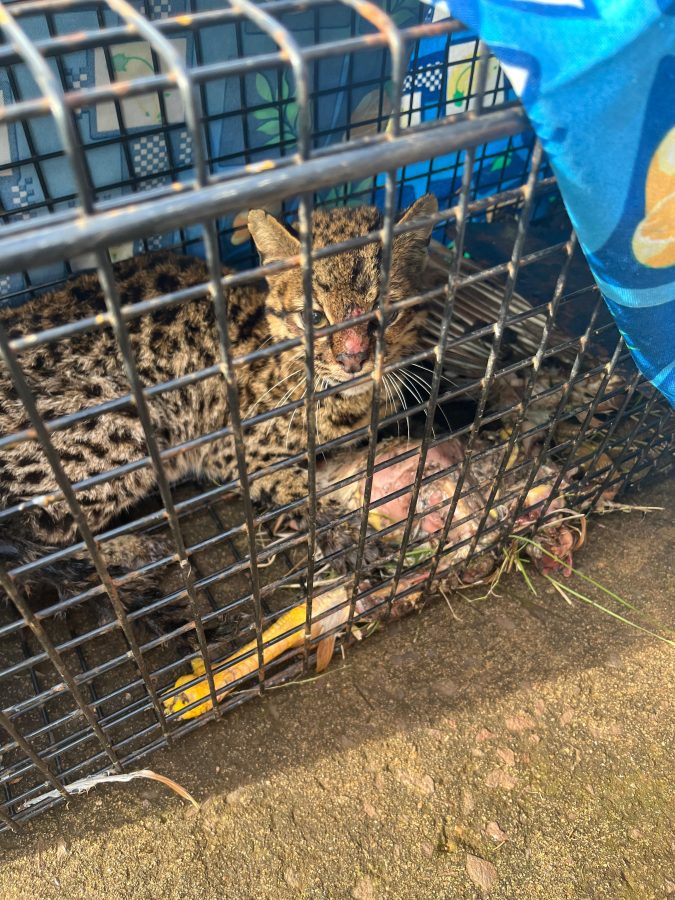Capturan y resguardan a un felino salvaje que sorprendio a acampantes en Alem 1 - 1