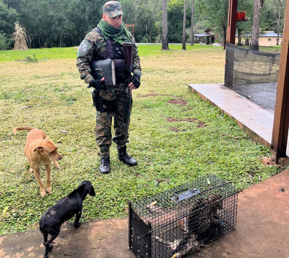 Capturan y resguardan a un felino salvaje que sorprendió a acampantes en Alem