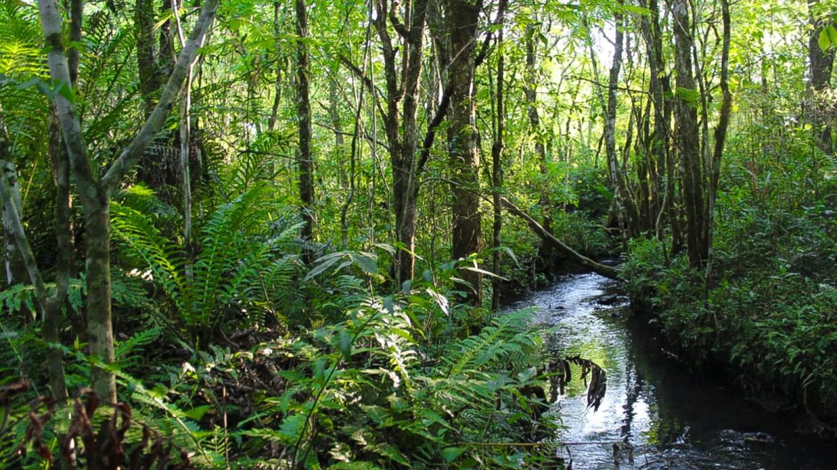 Misiones areas protegidas 2 - 3