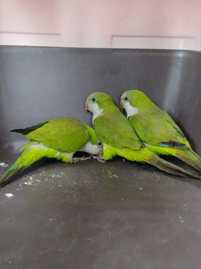 Policías recuperaron un mono, un venado y seis aves en operativos simultáneos 1 2 - animales 2 - 1