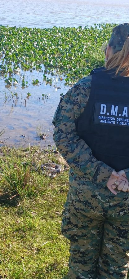 Candelaria: liberaron una boa curiyú de 3 metros y 7 kilos rescatada por la Policía Ambiental 2 4 - boa curiyu 3 - 3