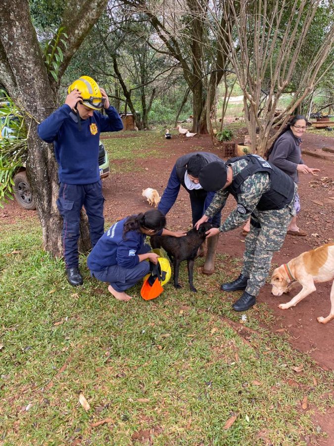 perros rescate 3 - 1