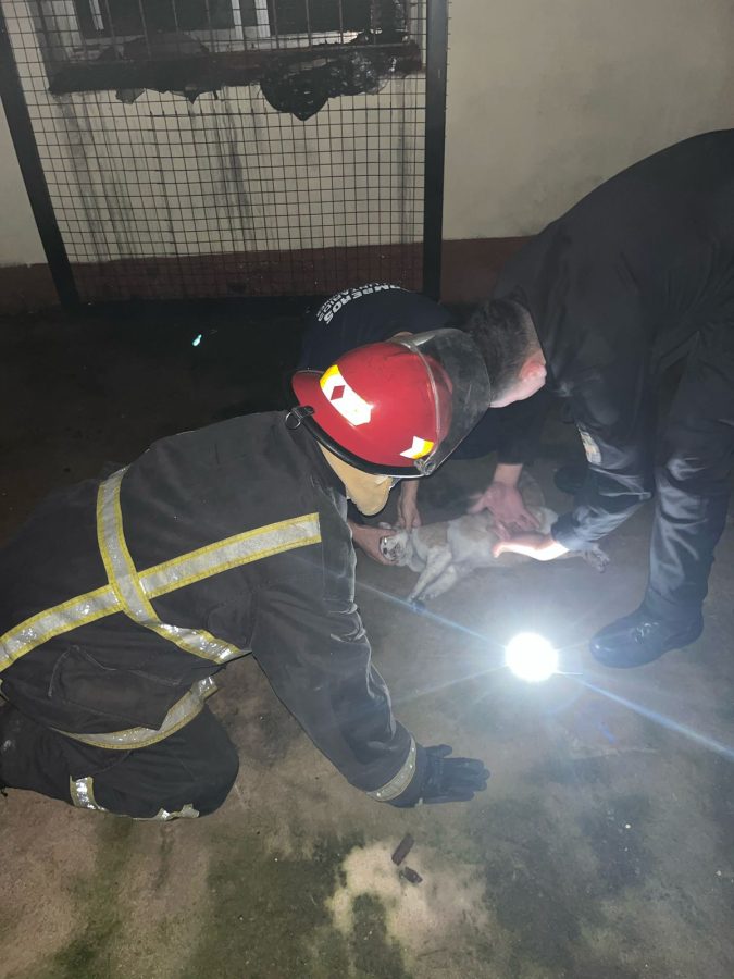 rescate de animales 3 - 3