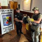 rescate silvestre 4 - 7