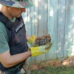 rescate silvestre 9 - 17