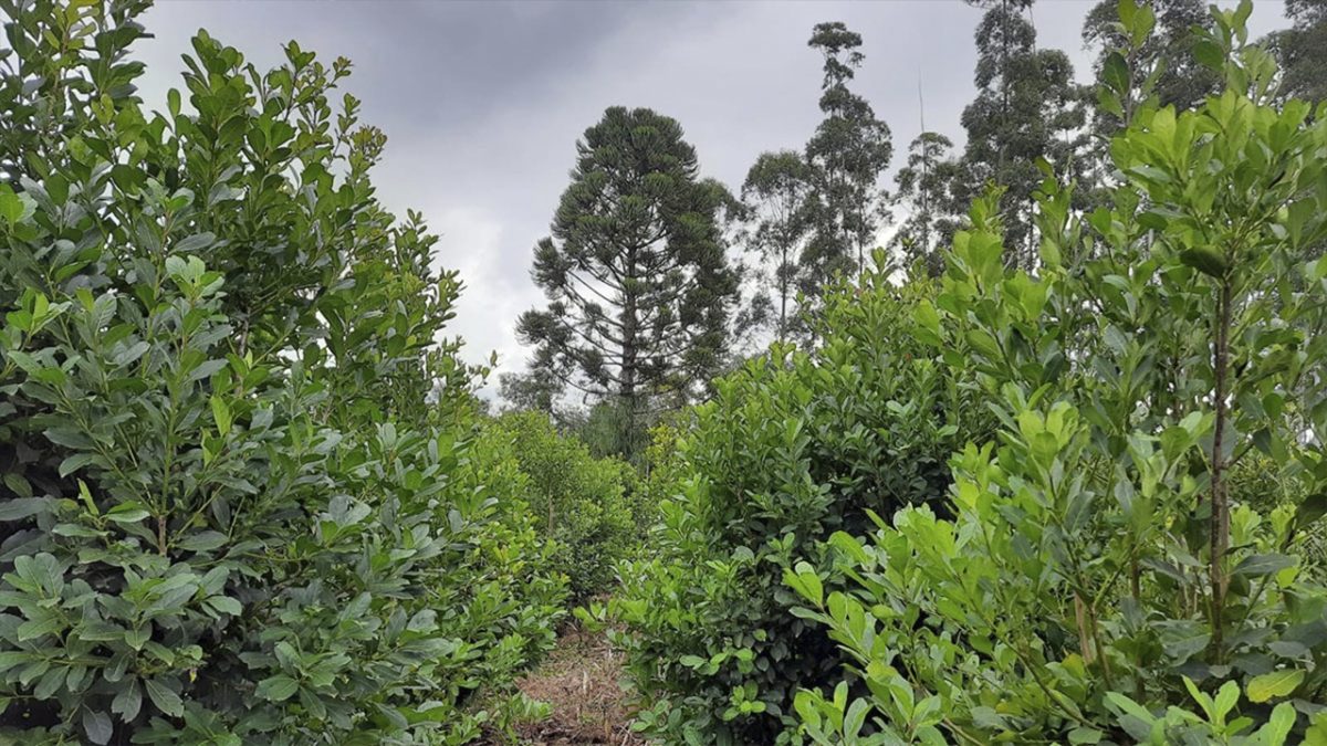 yerba - 27