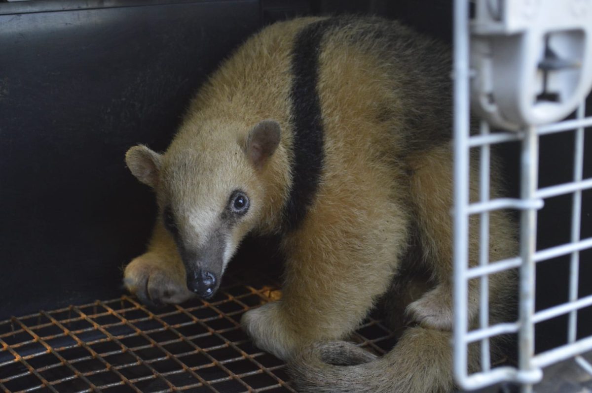 Reinsertaron en su hábitat natural a un oso melero rescatado