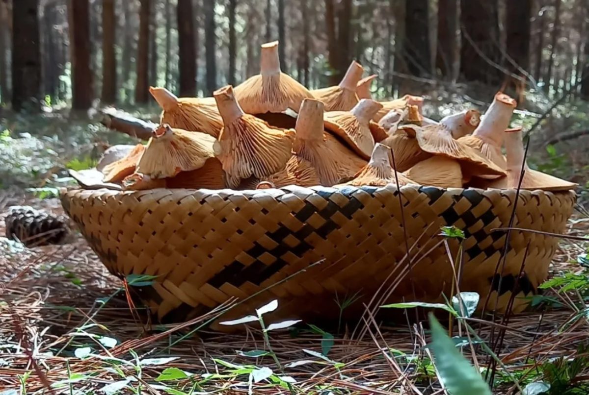 Misiones aprobó una ley para promover la producción y cultivo de hongos comestibles