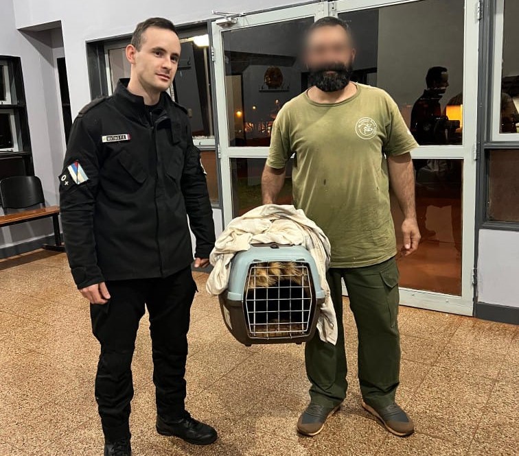 Policías rescataron a un coatí atropellado en Oberá