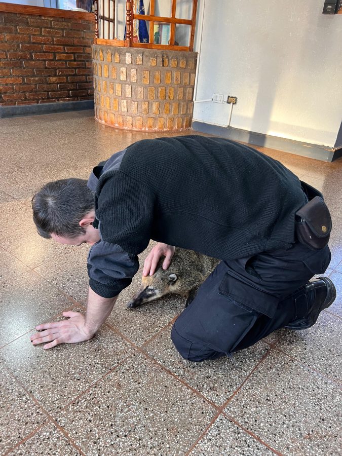 Policias rescataron a un coati atropellado en Obera 2 - 1