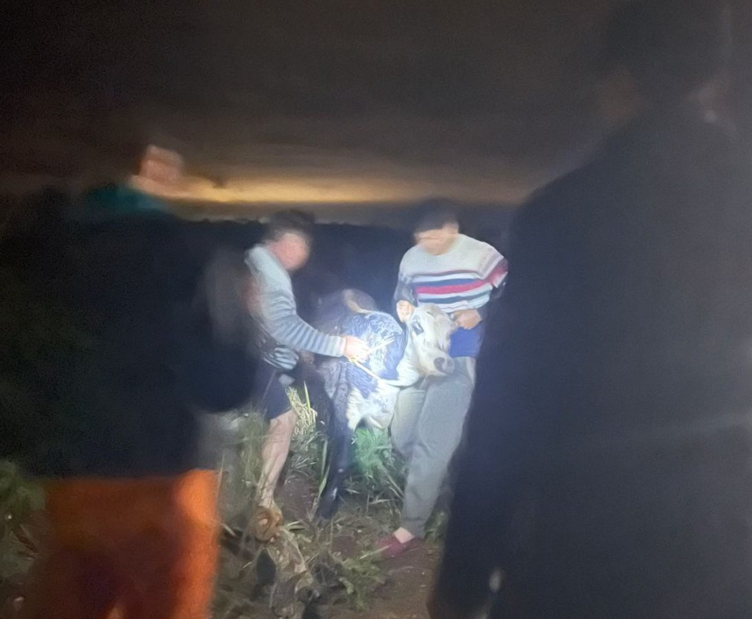San José: detuvieron a dos hombres por el robo de un animal vacuno