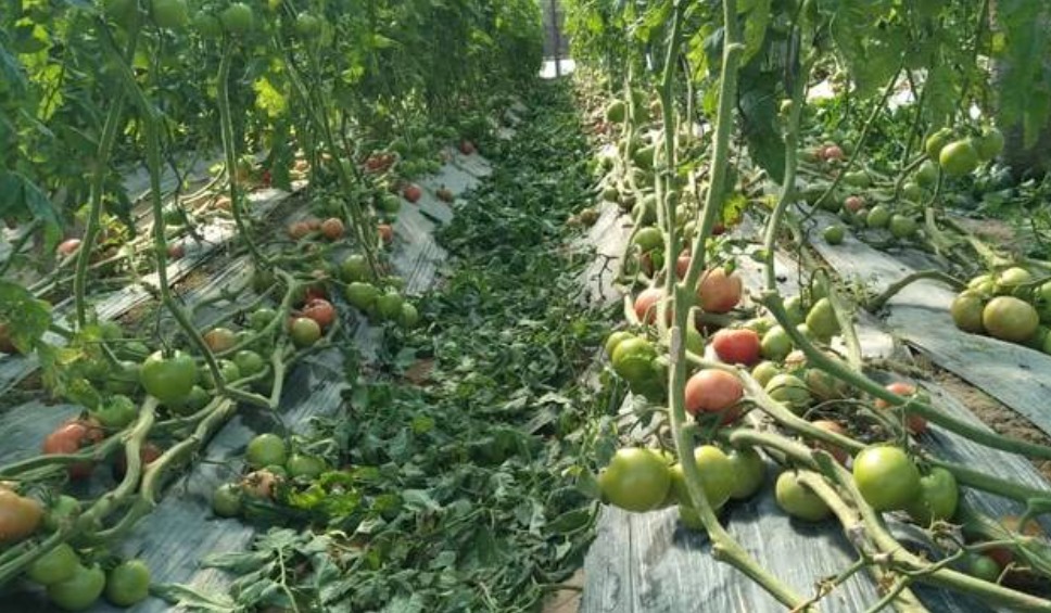TOMATES