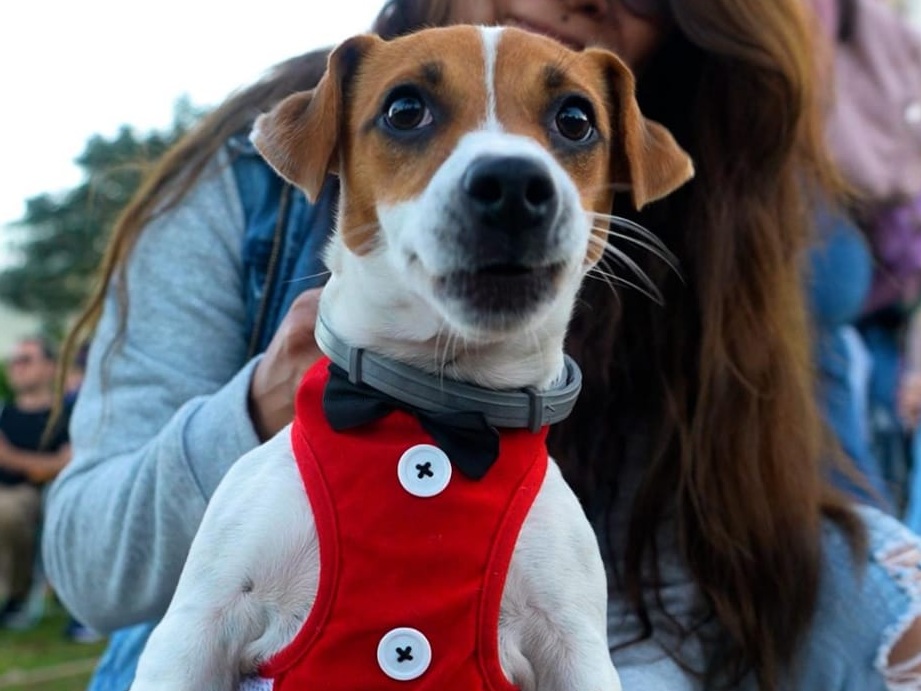desfile de mascotas