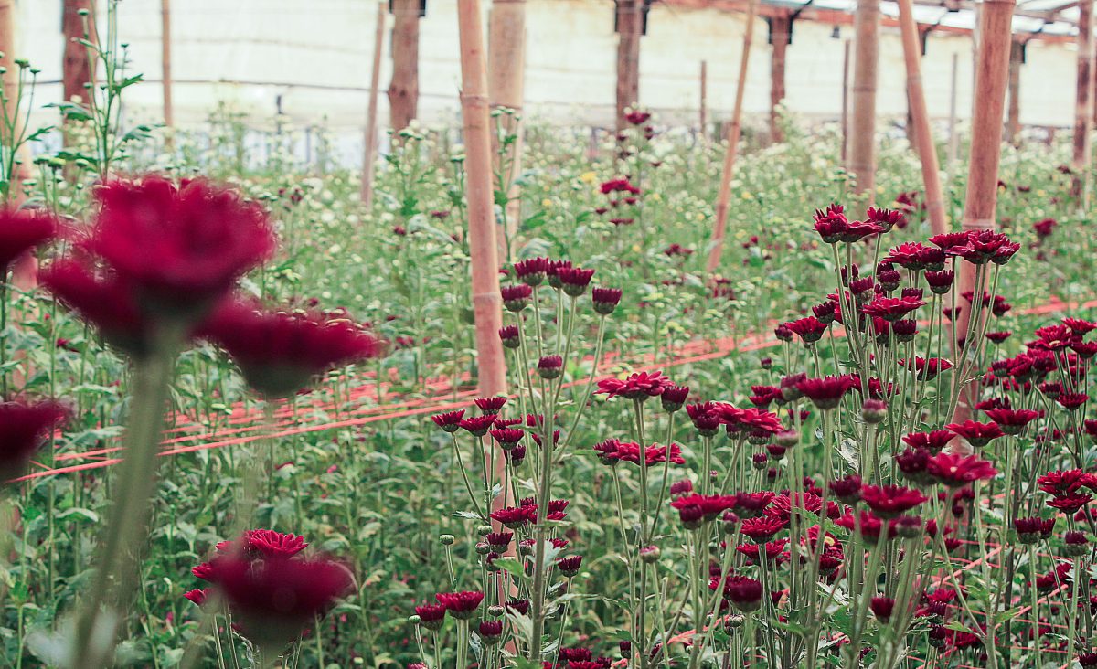 floricultura-3