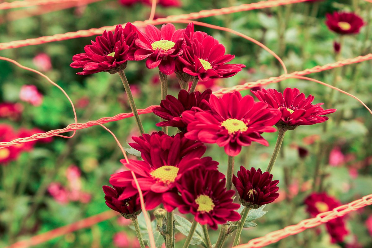 Créditos de hasta $150 millones para fortalecer la floricultura misionera 3 6 - floricultura 4 - 5