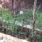 huerta en unidad penal 1 - 1