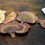 jornada sobre hongos 6 - 9