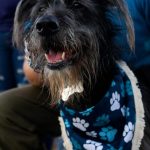 mascotas en posadas 6 - 11