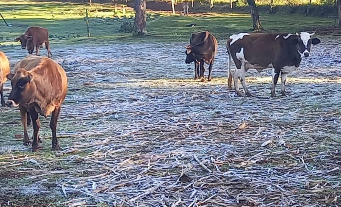ola de frio