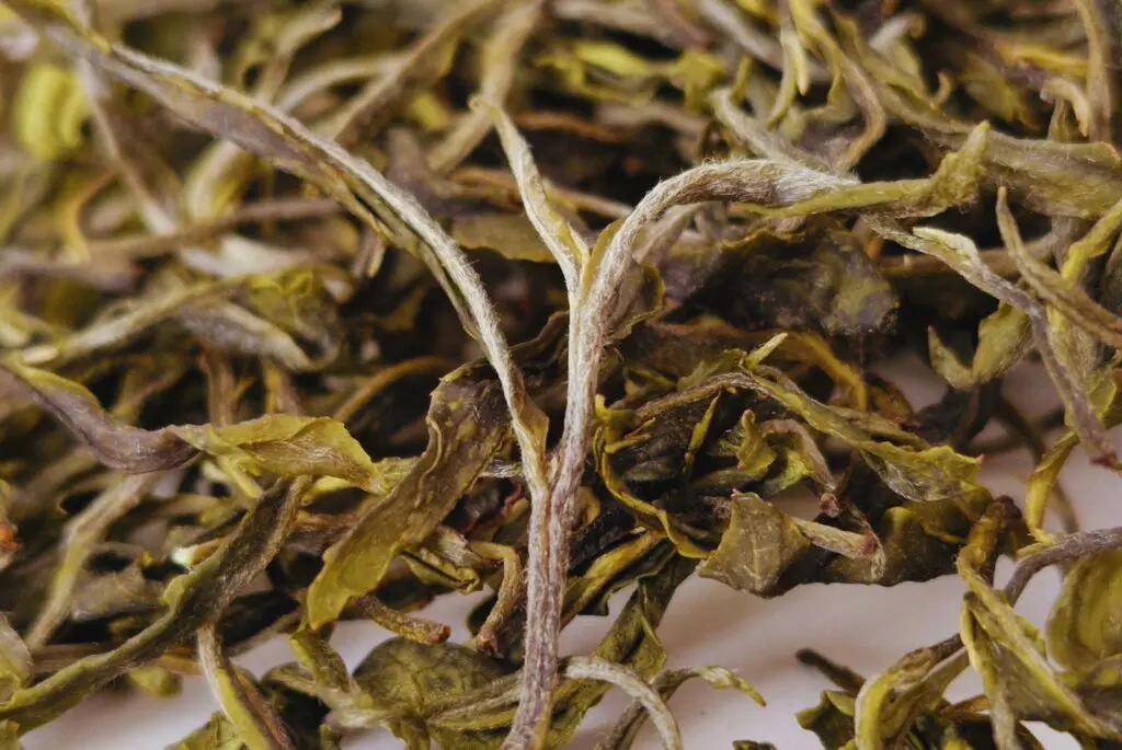 El té argentino obtiene sello de Indicación Geográfica y se posiciona a nivel internacional 1 2 - te 1 - 1