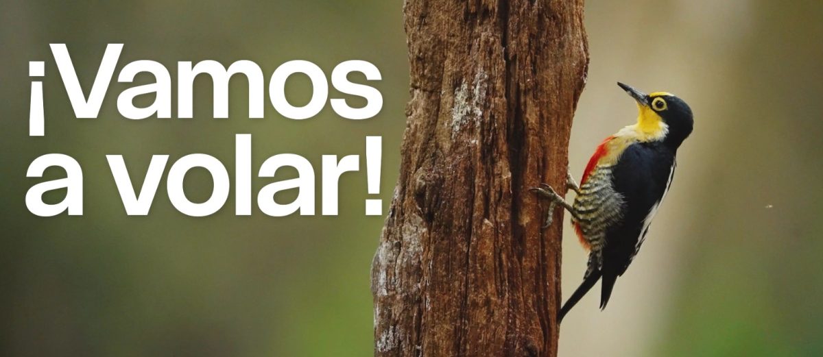 volar 2025 1 - 45