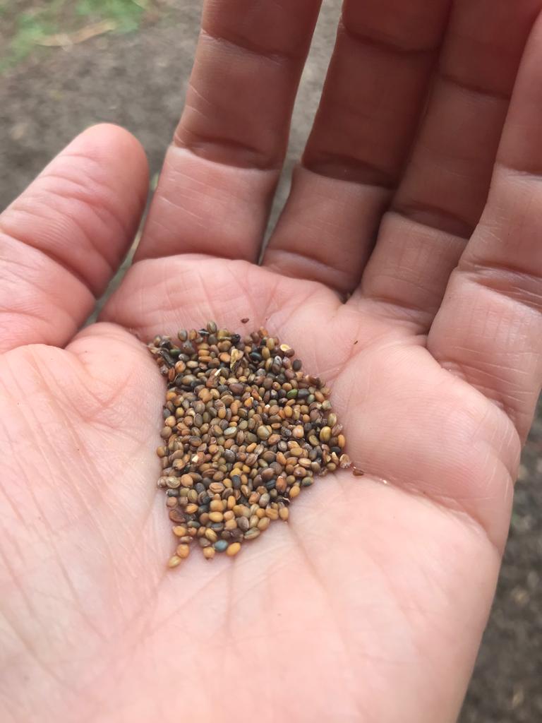 Agricultura Familiar capacita sobre Semillas Nativas y Criollas con charlas virtuales 2 - 5