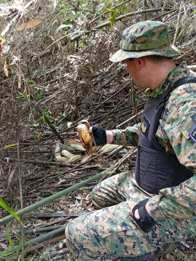 Armas incautadas y detenidos tras delitos ambientales en Misiones 2 - 7