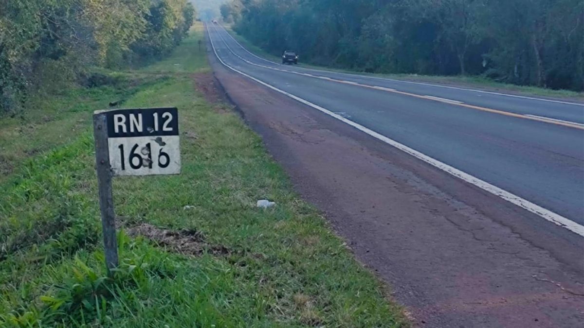 Atropellaron un ocelote en la ruta Nacional 12