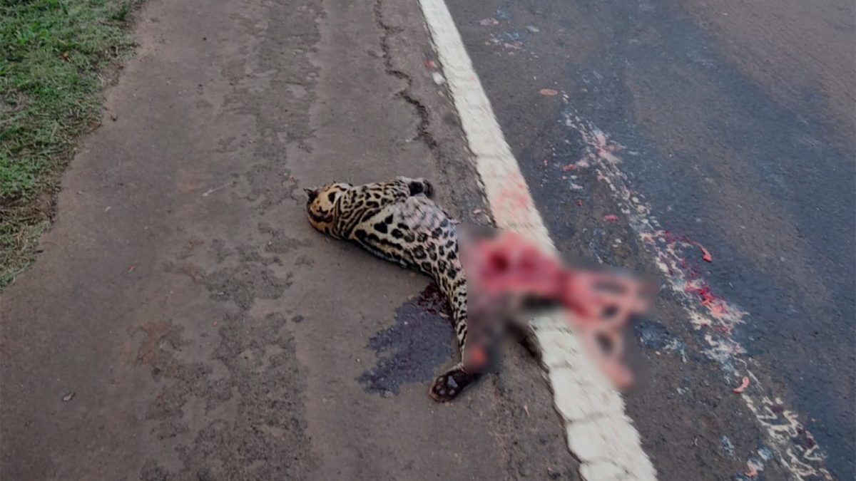 Atropellaron un ocelote en la ruta Nacional 12 2 - 1