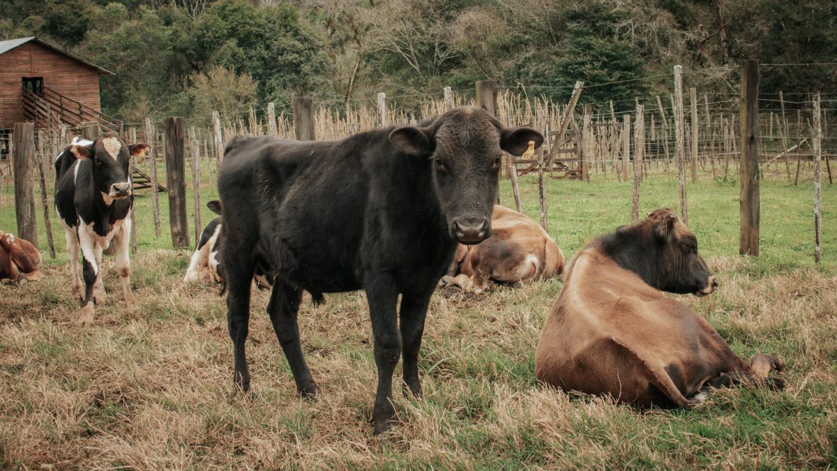 Agro entregó animales a productores para fortalecer la cuenca lechera