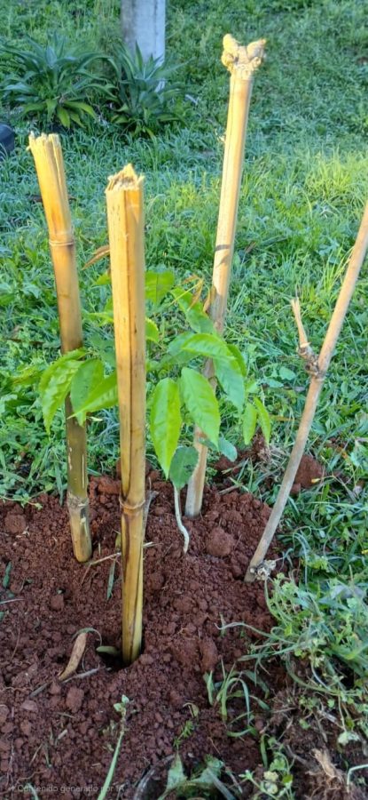 La Policía de Misiones plantó más de 100 especies nativas en el Día del Árbol 3 6 - La Policia de Misiones planto mas de 100 especies nativas en el Dia del Arbol 4 - 5